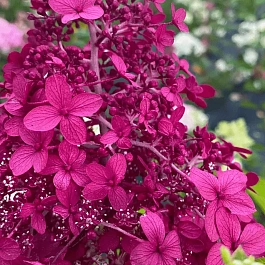 Гортензия метельчатая Wim’s Red