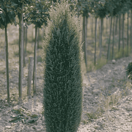 Можжевельник обыкновенный Sentinel