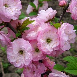 Миндаль трехлопастной Миндаль трехлопастной