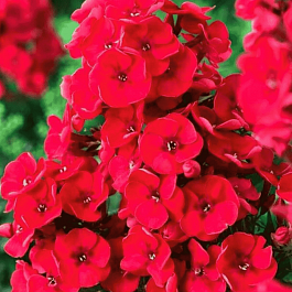 Флокс метельчатый Red Charm