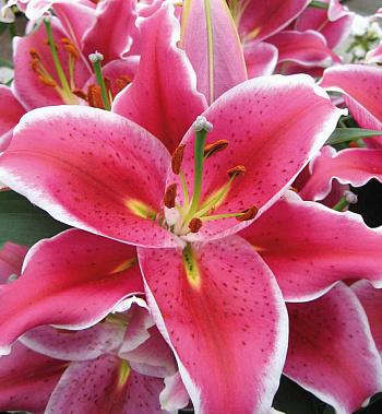 Лилия восточная Ла Манча