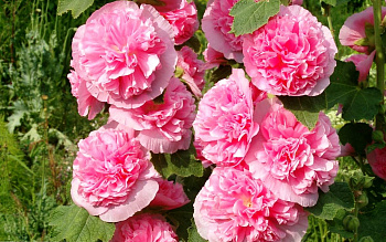 Шток-роза (Мальва) Пленифлора Роуз