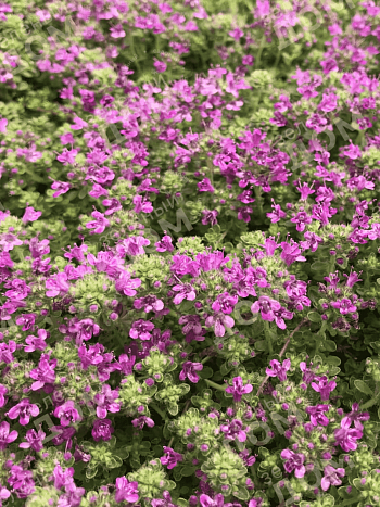 Тимьян ранний Pink Chintz