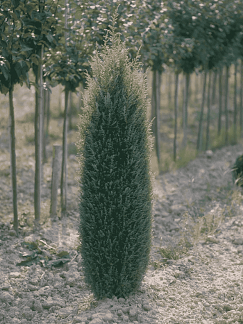 Можжевельник обыкновенный Sentinel