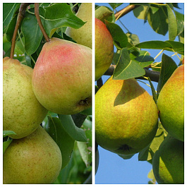 Дерево-сад (5 летка) груша 2 сорта Осенняя Яковлева - Любимица Яковлева