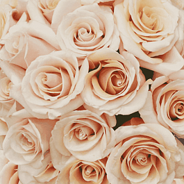 Роза чайно-гибридная Mon Pearl