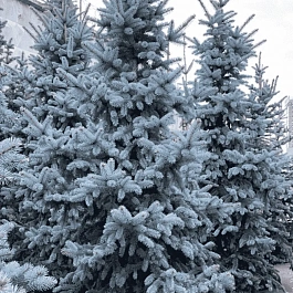 Ель колючая Blue Mountain