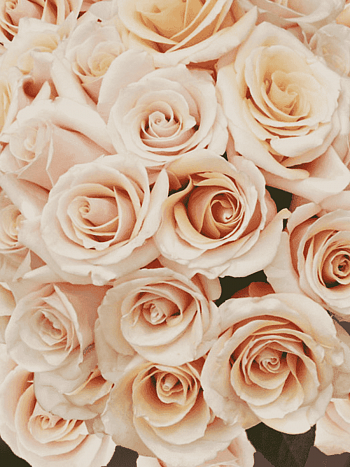 Роза чайно-гибридная Mon Pearl