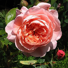 Роза чайно-гибридная Колетт