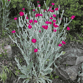 Лихнис корончатый Atrosanguineus