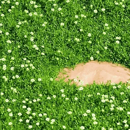 Мшанка шиловидная Irish Moss