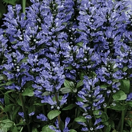 Живучка ползучая Blueberry Muffin