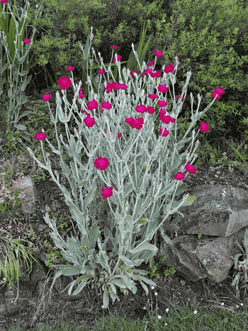 Лихнис корончатый Atrosanguineus