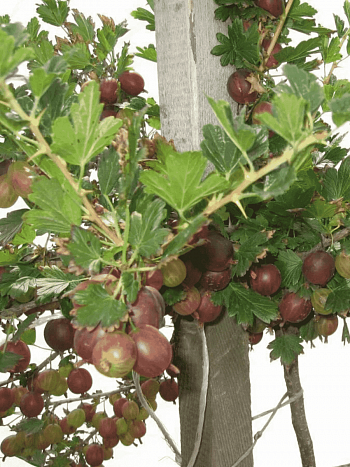 Крыжовник обыкновенный Консул