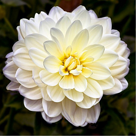 Георгина Декоративная Уайт Милена