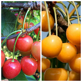 Дерево-сад (2-3х летка) черешня 2 сорта Фатеж-Чермашная