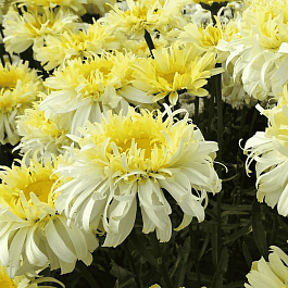 Нивяник наибольший Real Charmer