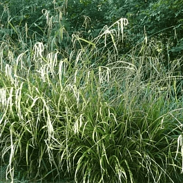 Осока повислая