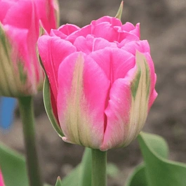 Тюльпан Flash Point