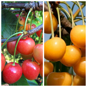 Дерево-сад (2-3х летка) черешня 2 сорта Фатеж-Чермашная