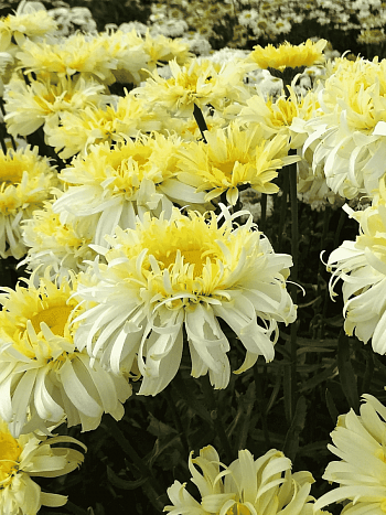 Нивяник наибольший Real Charmer