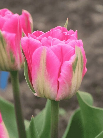 Тюльпан Flash Point