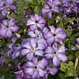 Клематис гибридный Cloudburst
