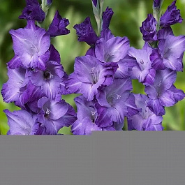 Гладиолус крупноцветковый Мохито