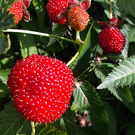 Малина земляничная (тибетская)