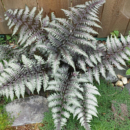 Кочедыжник ниппонский Пиктум (Метаплика)