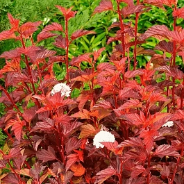 Пузыреплодник калинолистный Diable D'Or