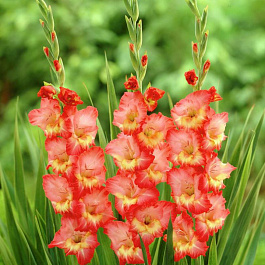 Гладиолус крупноцветковый Драма