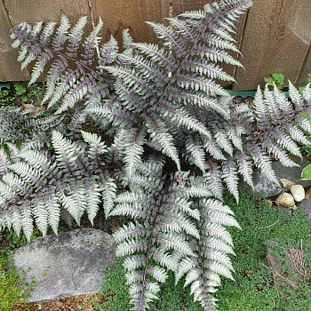 Кочедыжник ниппонский Пиктум (Метаплика)