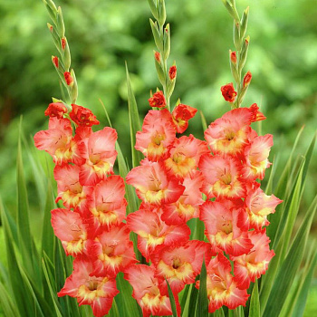 Гладиолус крупноцветковый Драма