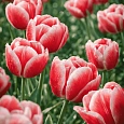 Тюльпан триумф  Leen Van Der Mark