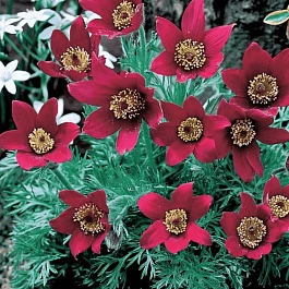 Прострел обыкновенный Rubra