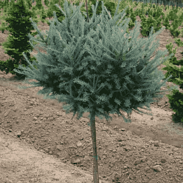 Лиственница Кемпфера Wolterdingen штамб 140 см