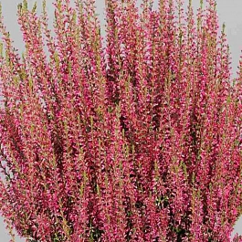 Вереск обыкновенный