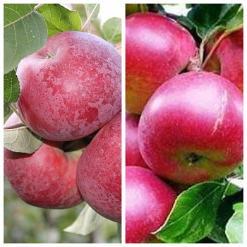 Дерево-сад (2-3х летка) яблоня 2 сорта Лобо-Звездочка