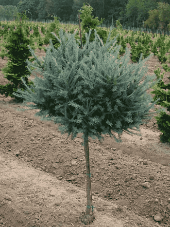 Лиственница Кемпфера Wolterdingen штамб 140 см