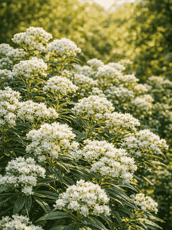 Анафалис трехжилковый