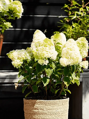 Гортензия метельчатая Sugar Rush