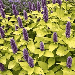 Агастахис анисовый Золотой Юбилей