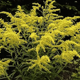 Солидаго канадское Goldking