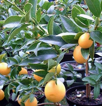 Цитрус Лаймкват Лейкленд