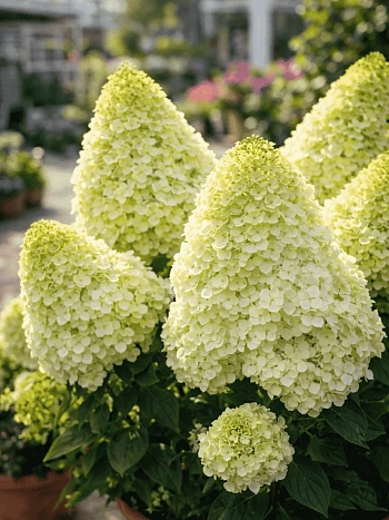 Гортензия метельчатая Magical Moonlight