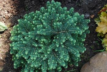 Ель колючая Pali