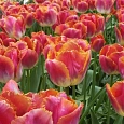 Тюльпан бахромчатый Miami Sunset