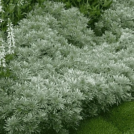 Полынь Шмидта Nana Attraction