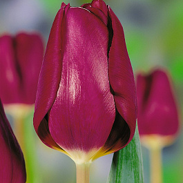 Тюльпан Триумф Пёпл Леди